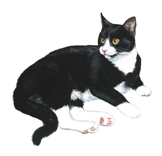 clip art tuxedo cat - photo #1
