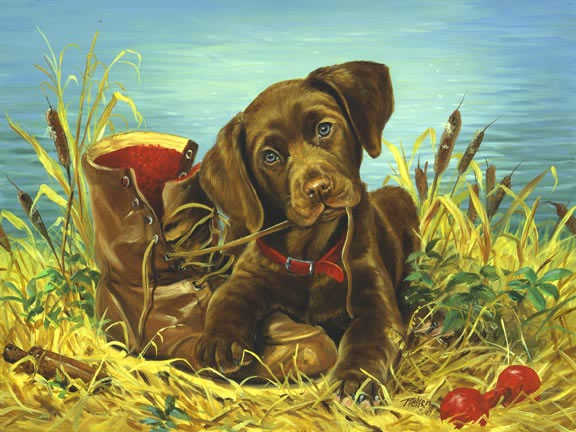 http://www.lindapicken.com/dogs/images/Chocolate%20Lab%20Pup%20with%20Boot_jpg.jpg