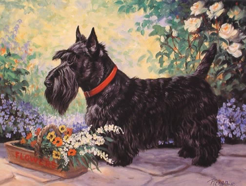 http://www.lindapicken.com/dogs/images/Scottie%20in%20Garden_jpg.jpg