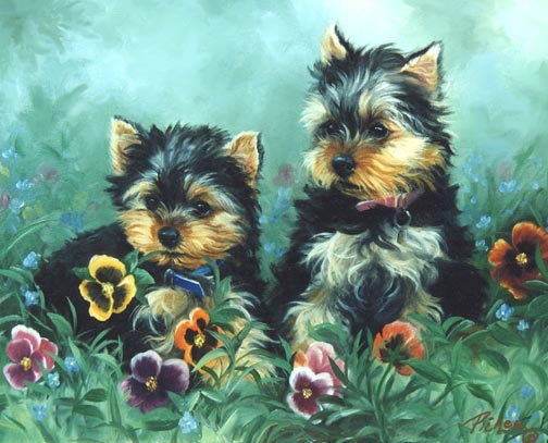 two yorkies picken studio two yorkie puppies jpg two yorkies picken studio two yorkie puppies jpg