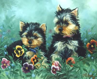 Two Yorkie puppies jpg jpg