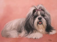 screaming shih tzu picken studio print gallery screaming shih tzu picken studio print gallery