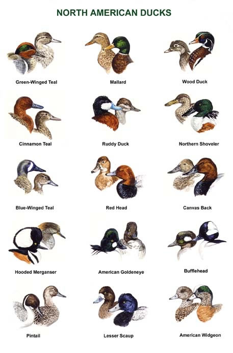 picken art studio north american ducks jpg duck breeds chart